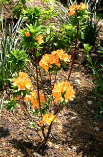 рододендрон гибридный Глоуинг Эмберс rhododendron hybrida Glowing Embers